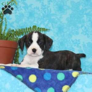 Bubbles, Boston Terrier Mix Puppy